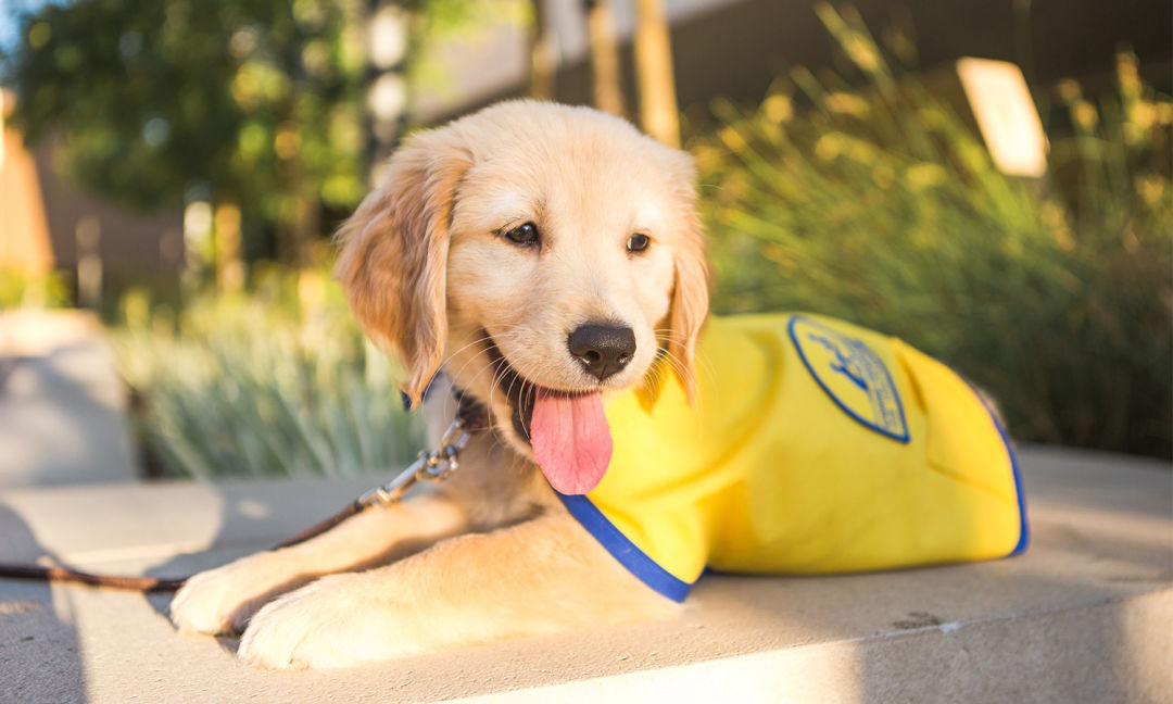 Guide to Trim Overgrown Dog Nails