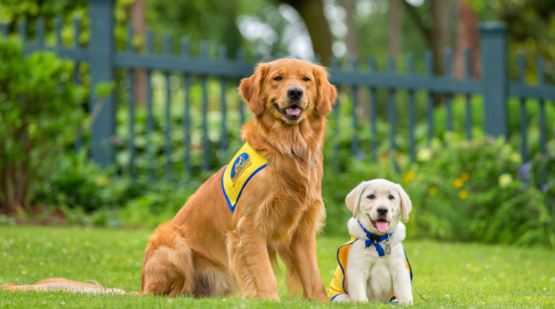 Bichon Frise Grooming Tools & Coat Kit