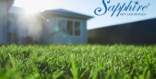 Kikuyu Lawn Care & Maintenance Tips