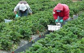 Global Agricultural Fumigants Market 2021 - Top Key Players Analysis Report Till 2027