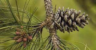 Global Maritime Pine Extract Market Report, Latest Trends, Industry Opportunity & Forecast to 2027