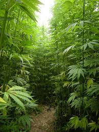 Industrial Hemp Market 2021 Major Key Players and Industry Analysis Till 2027