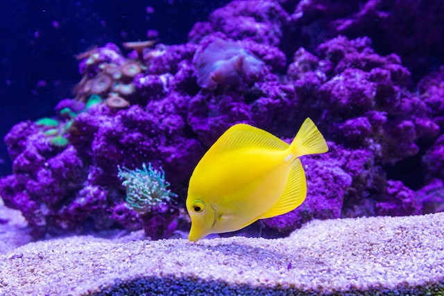How to take care of a 30 gallon fish tank?