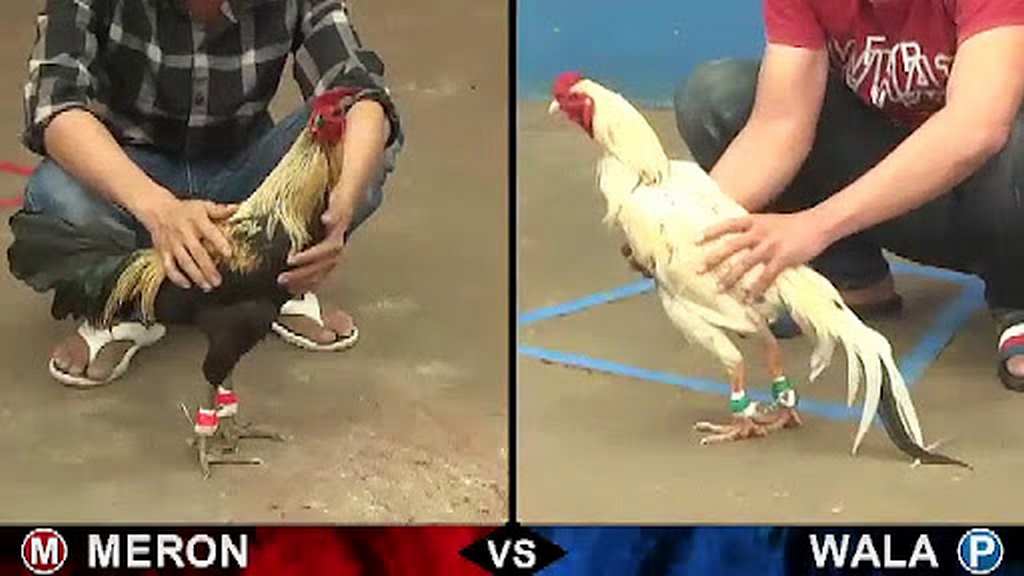 Đá Gà Thomo Là Gì? Xem Ở Đâu?