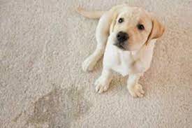 How to Remove Pet Urine Stains From Your Carpet