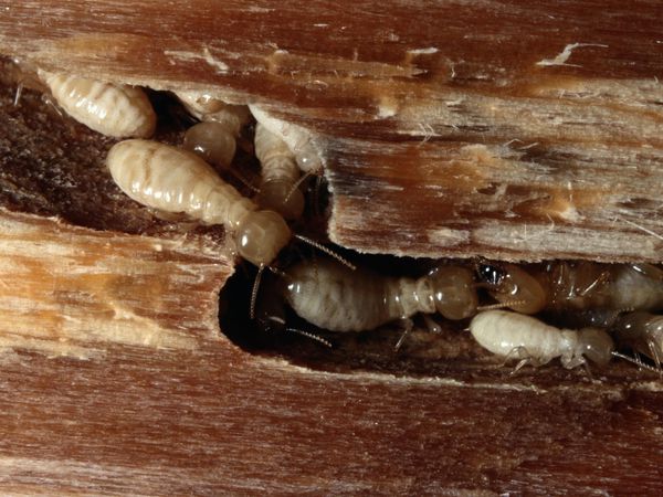 termite treatment Conroe