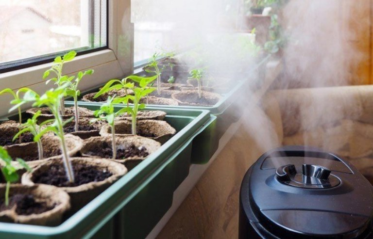 Best Dehumidifier For Grow Room - Treesindoor