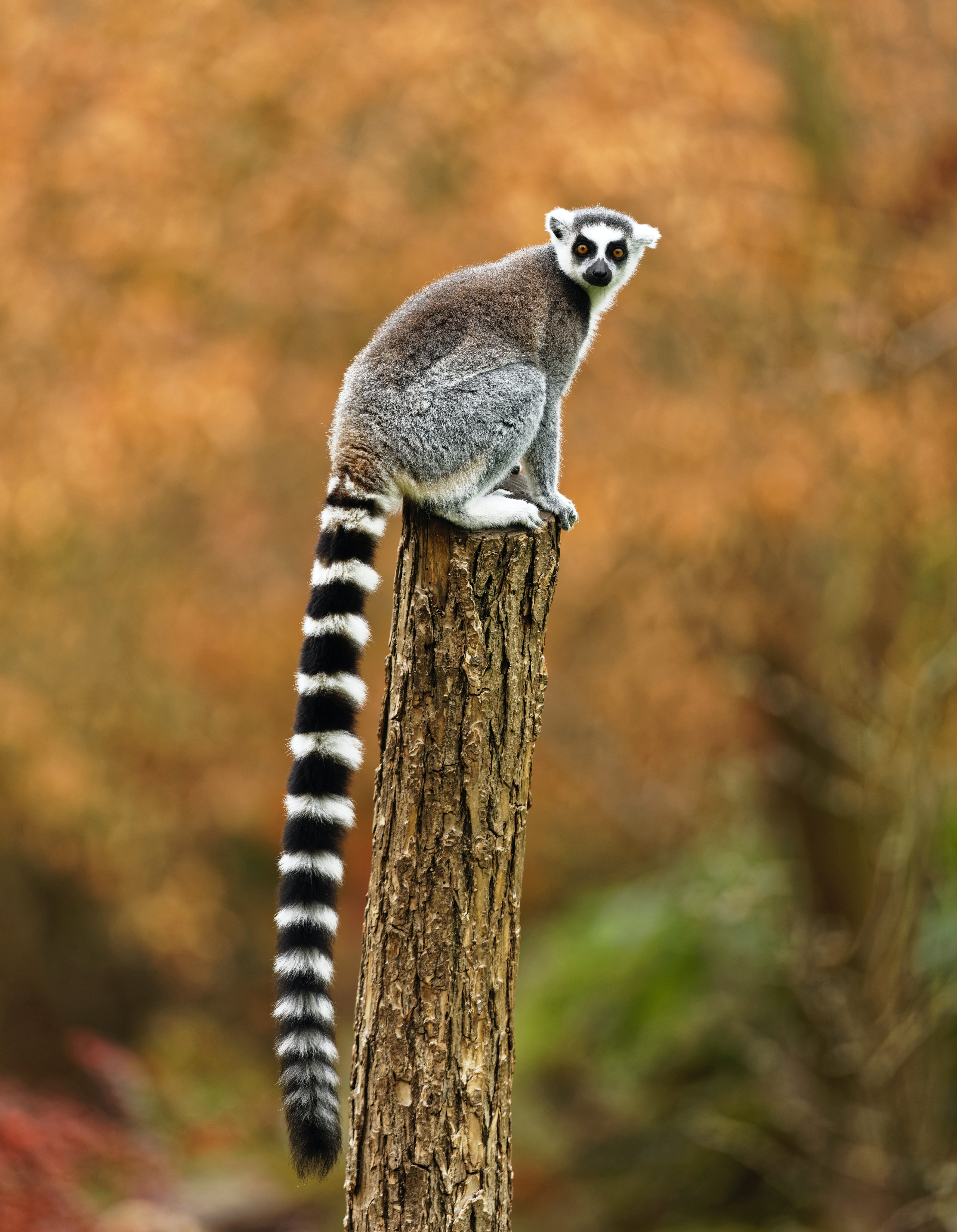 Importance of Long-tail Keywords in SEO