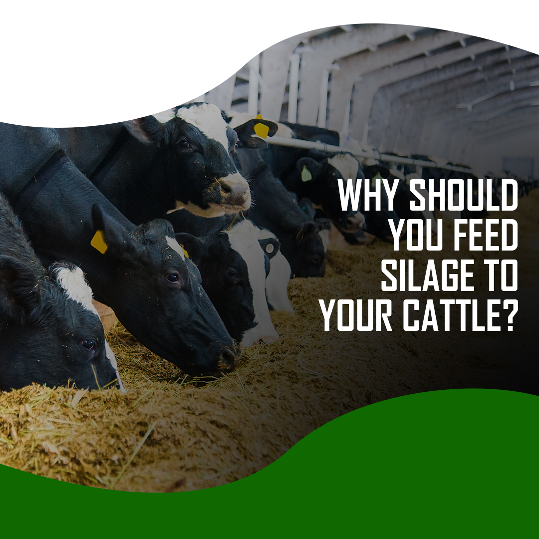 Why Should You Feed Silage To Your Cattle?