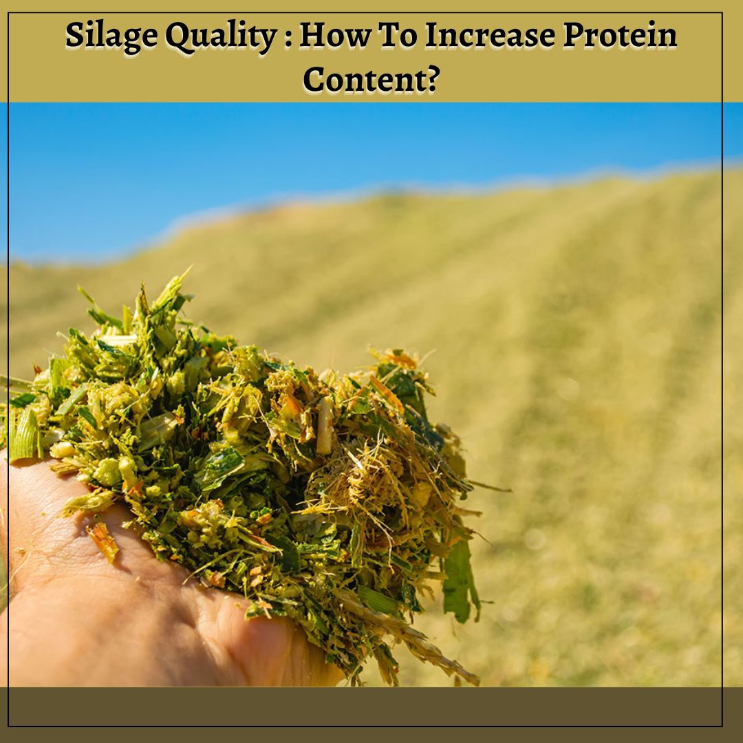 Silage Quality: How To Increase Protein Content?