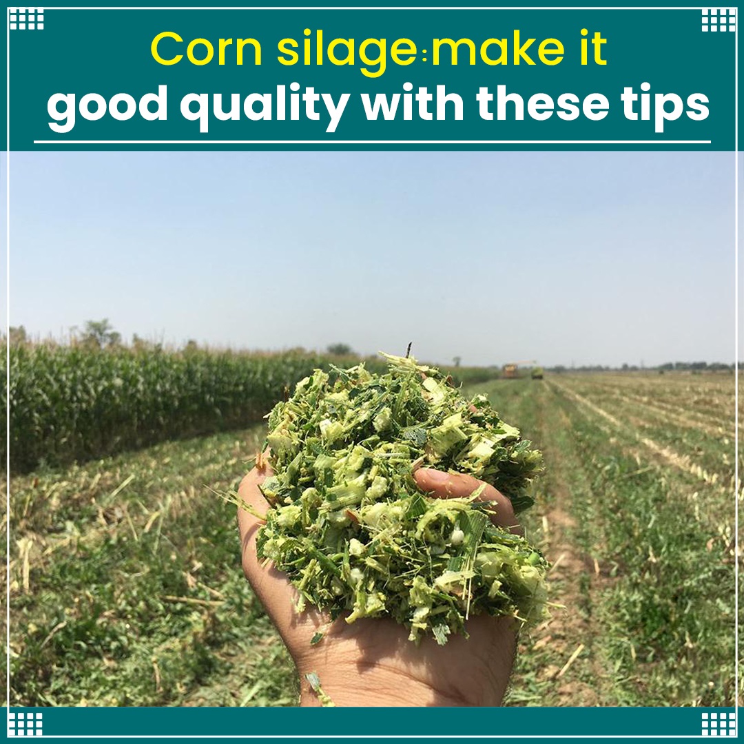Corn Silage: Make It Good Quality With These Tips
