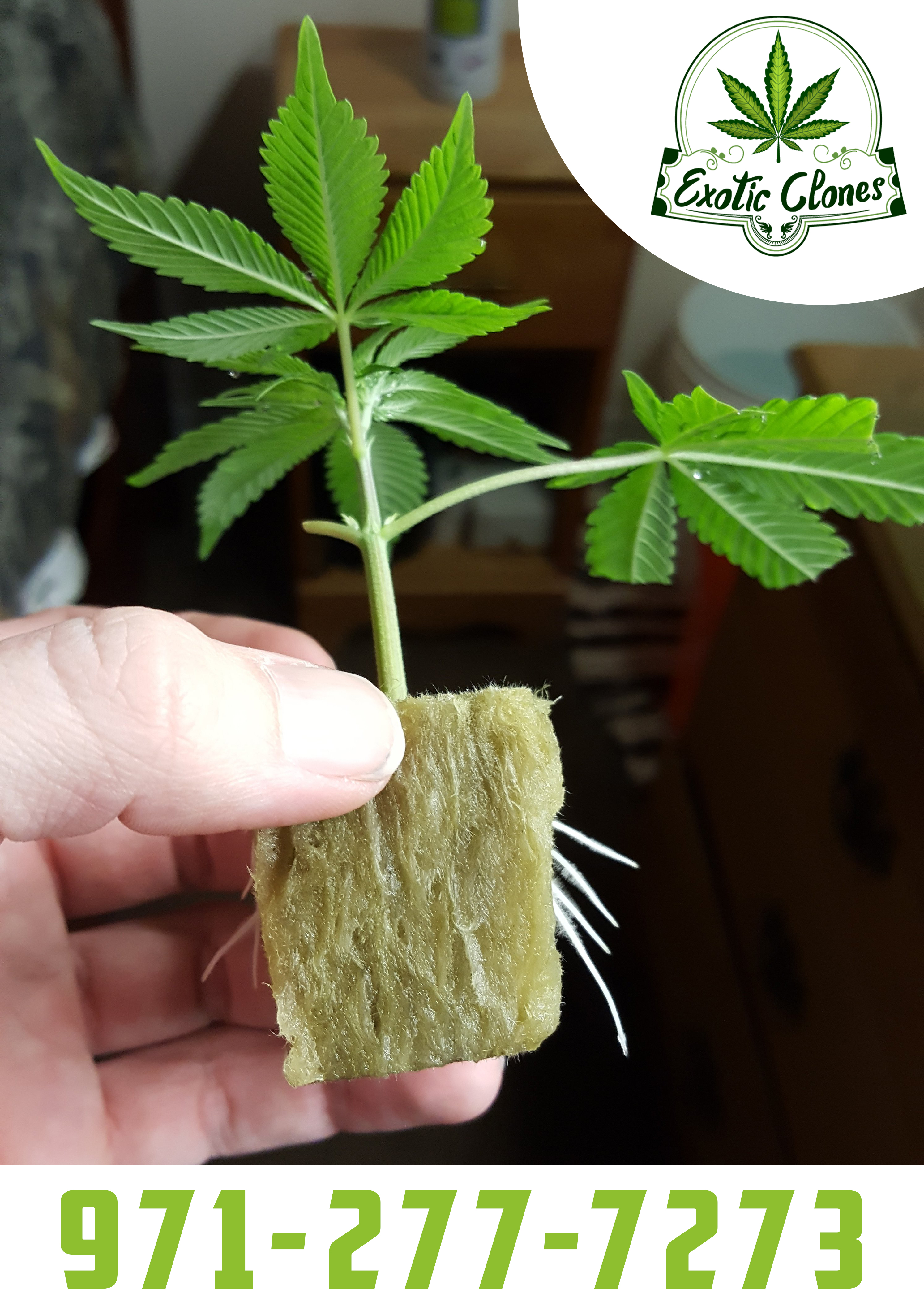 Fresh and Healty Relax OG