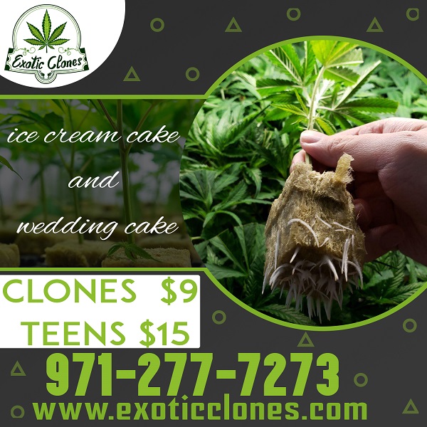 Fresh and Healty Tropicana Runtz