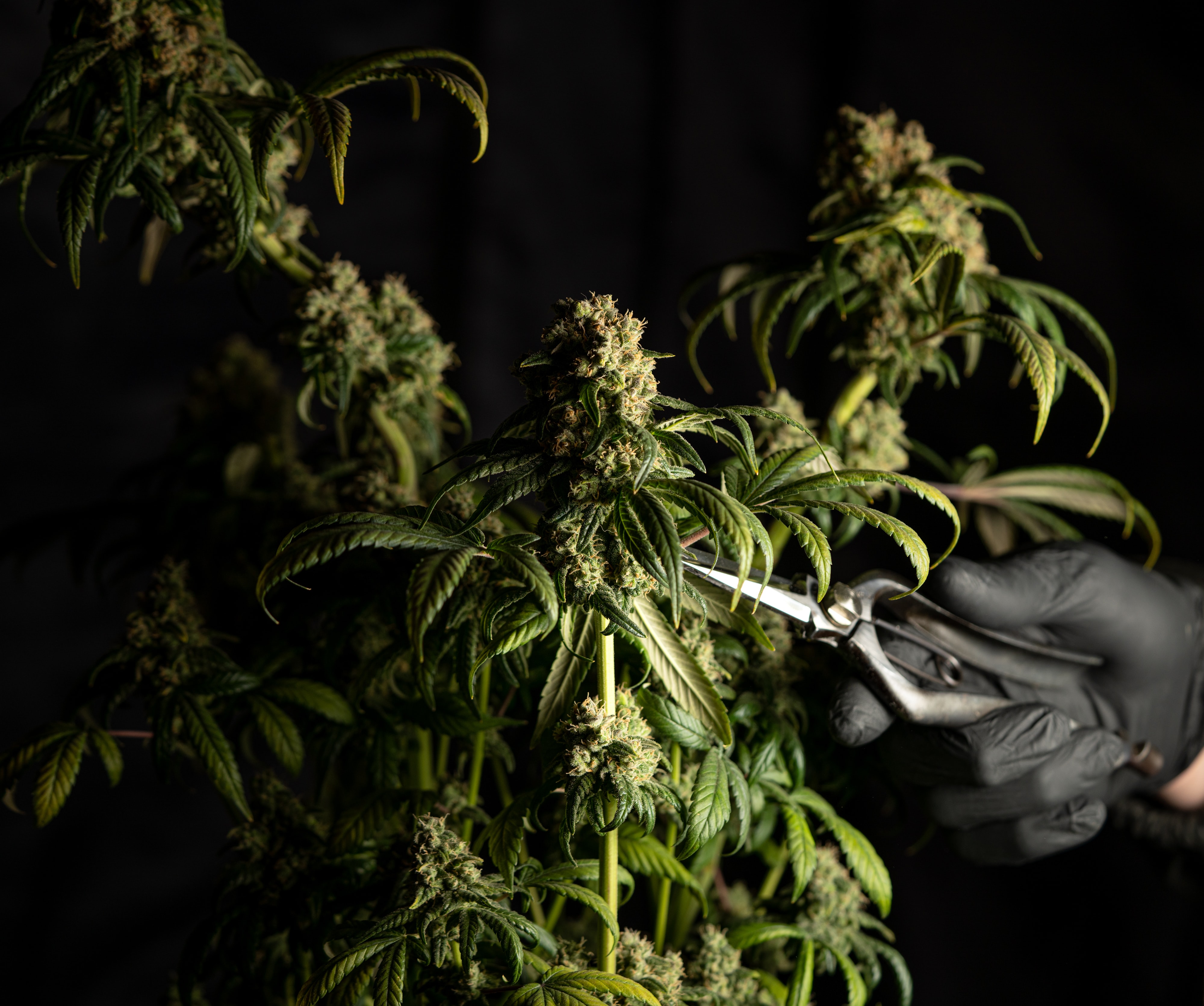 How to Renew Your Medical Marijuana Card