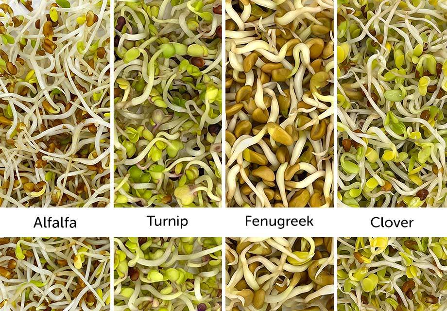 Sprouts – The Best and Most Nutritious Food