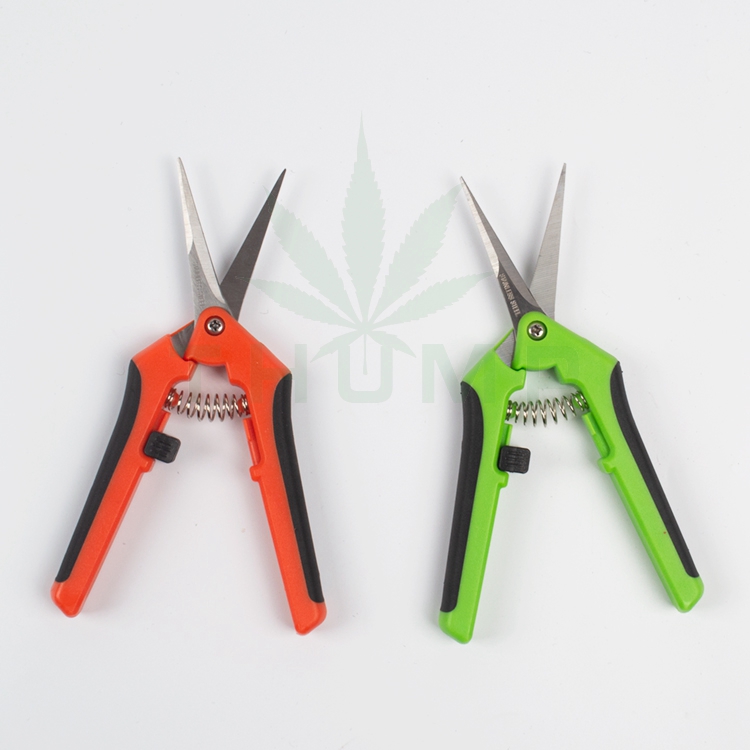 Stump bonsai pruning