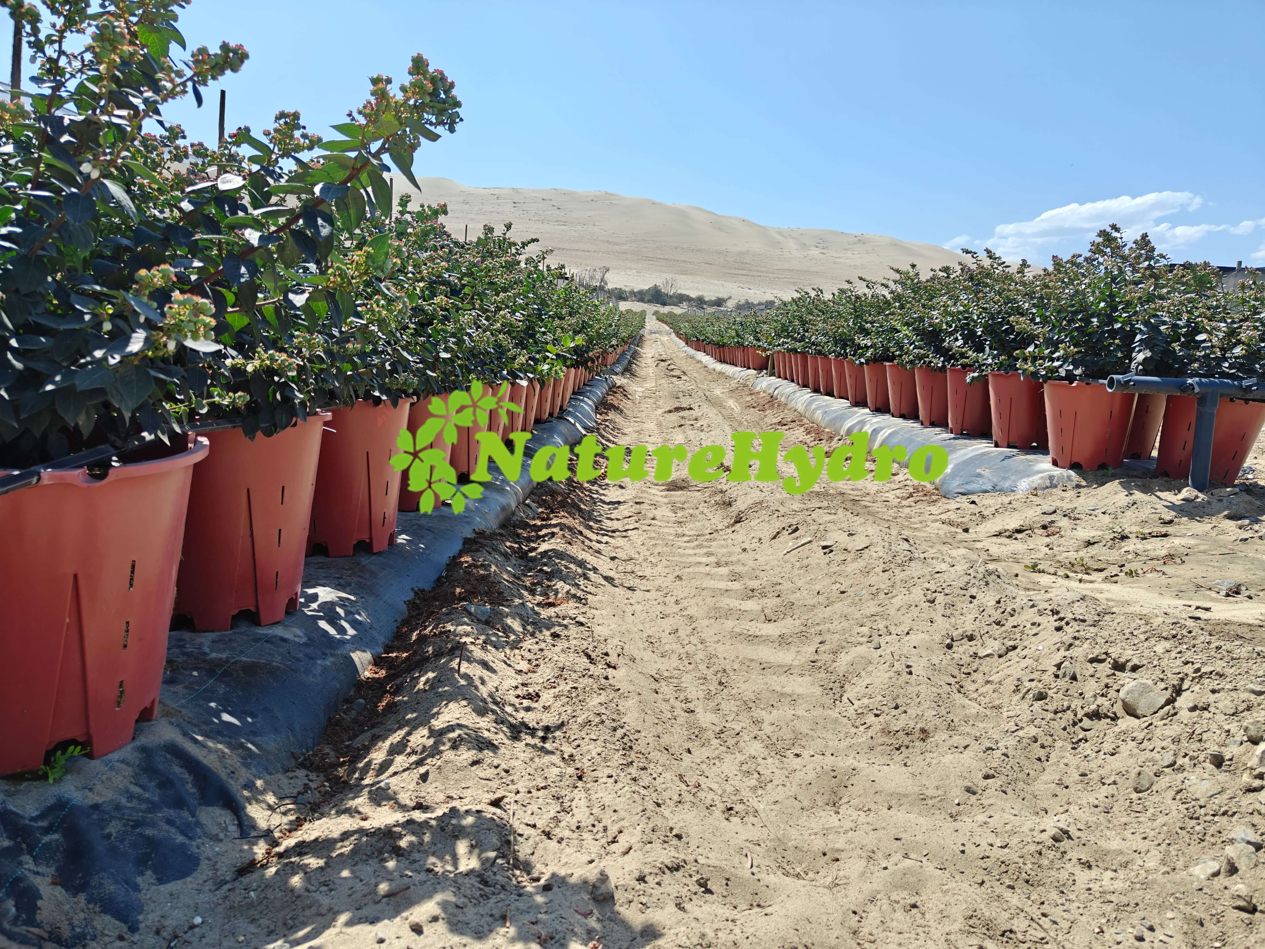 How Container Size Affects Yield & Root Health in Blueberry Production