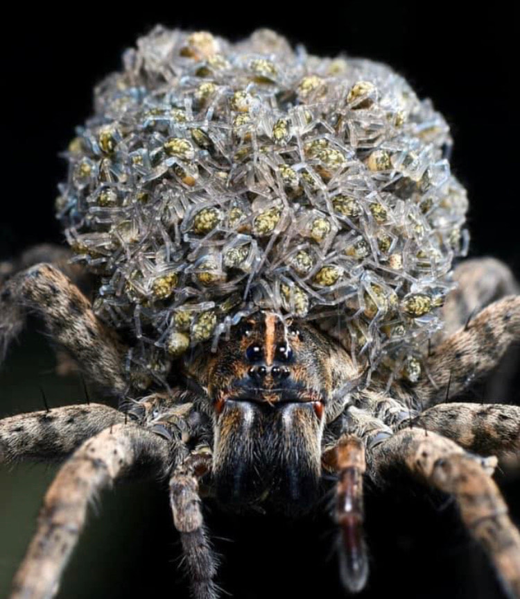 bug exterminator Rosenberg