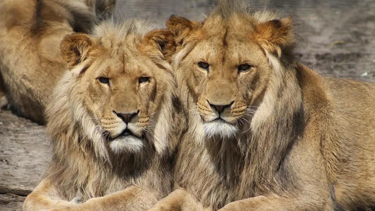 How to Reach Gir National Park +91-7557322322