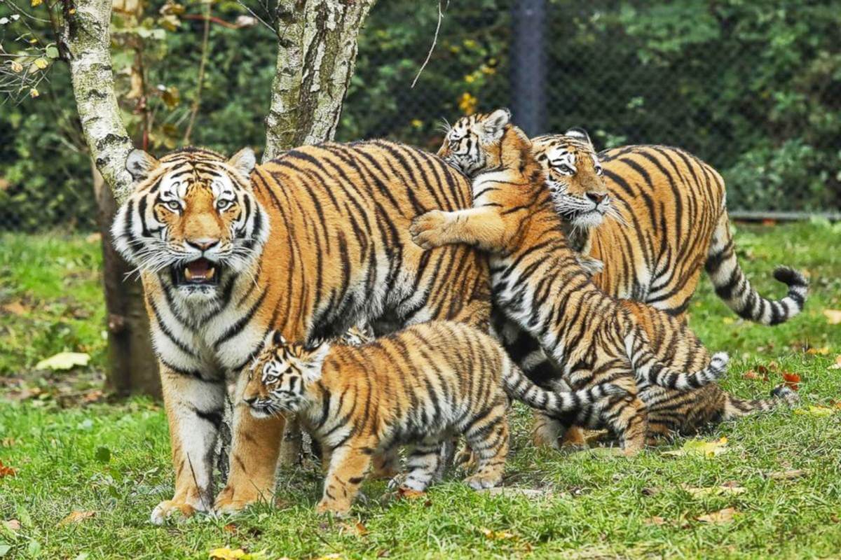 Bandhavgarh National Park Weather 