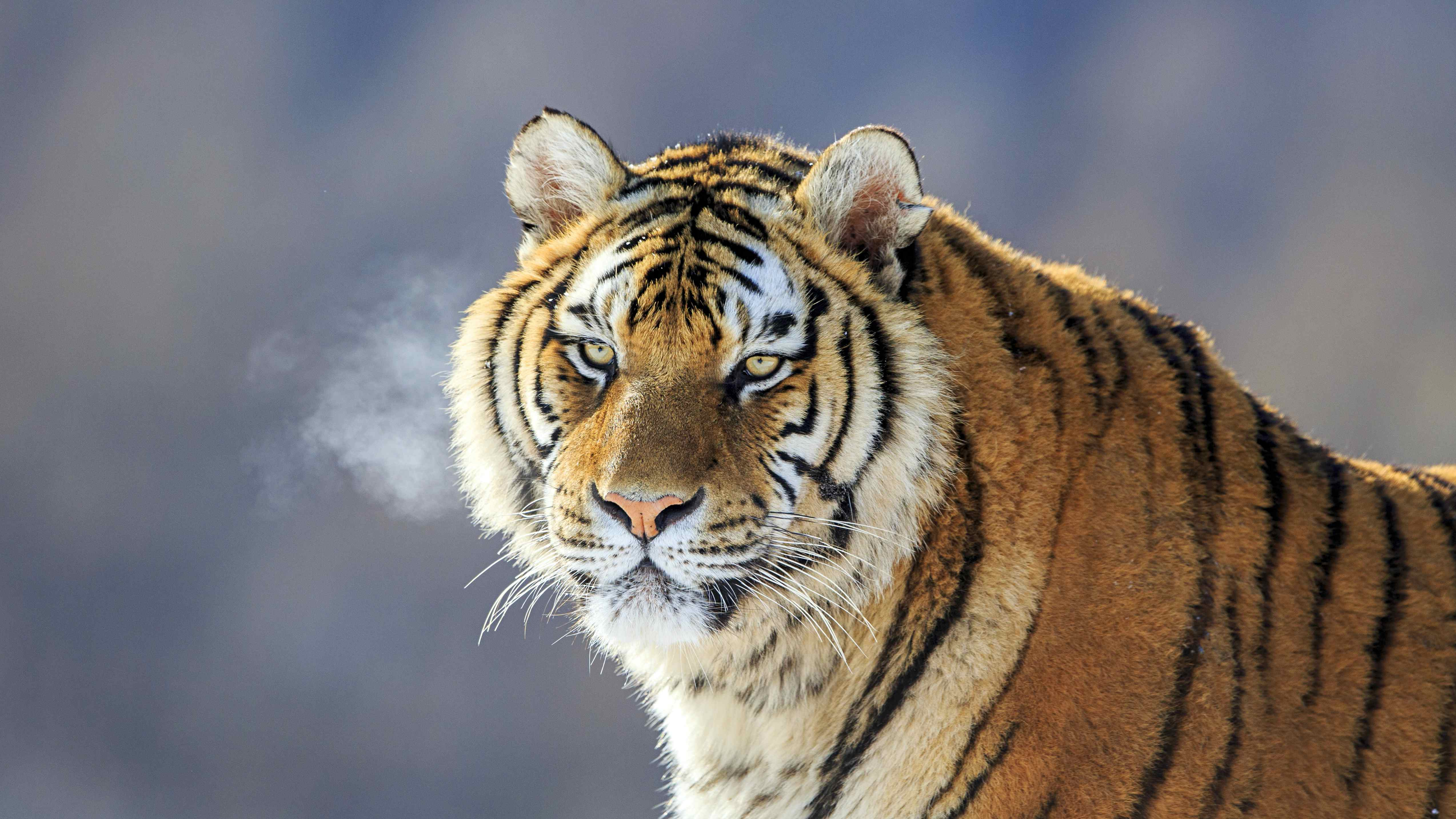 Kanha Core Zone Gypsy Safari Booking