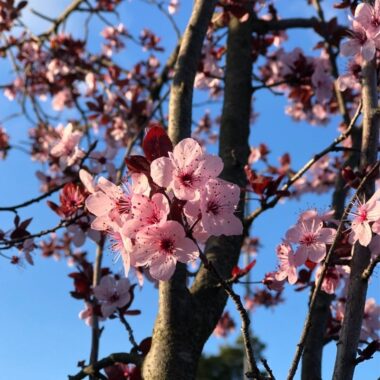 White Roses For Valentines Day
