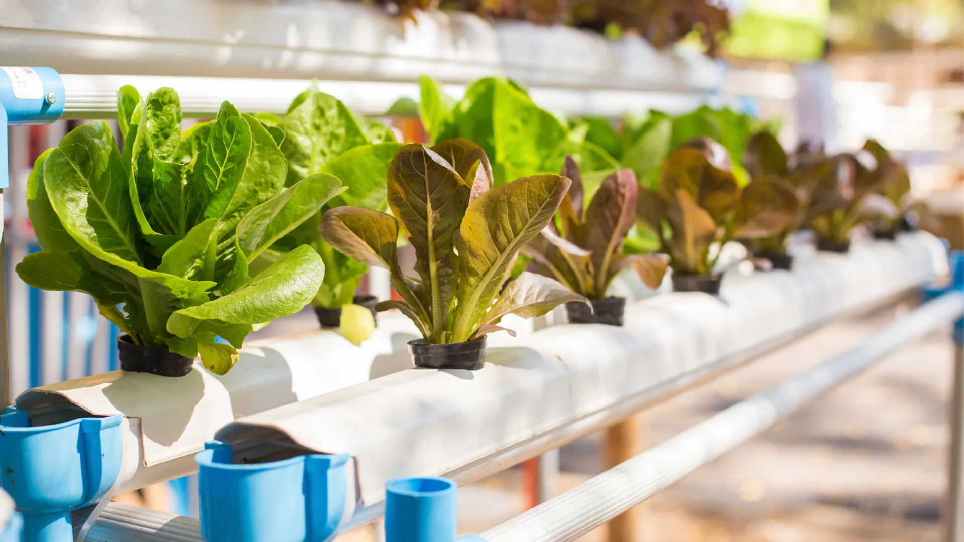 Valuable Advice for Beginner Indoor Gardeners