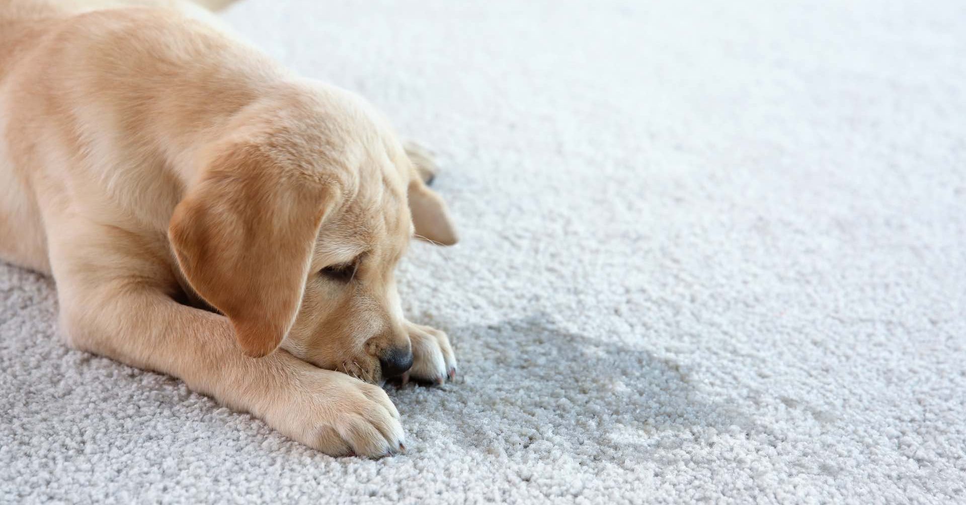 Do Enzymes Really Work on Dog Urine