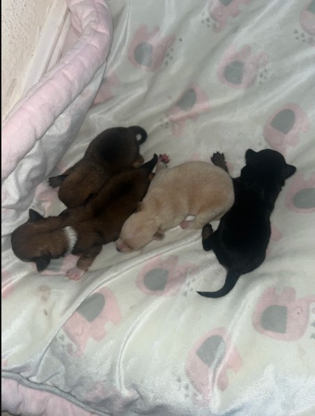 Teacup Chihuahua Puppies for sale 