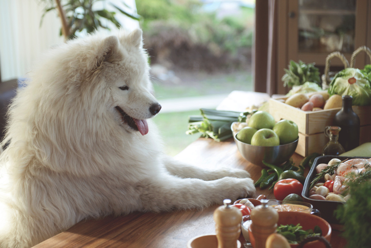 Buy Fresh Food For Your Dog
