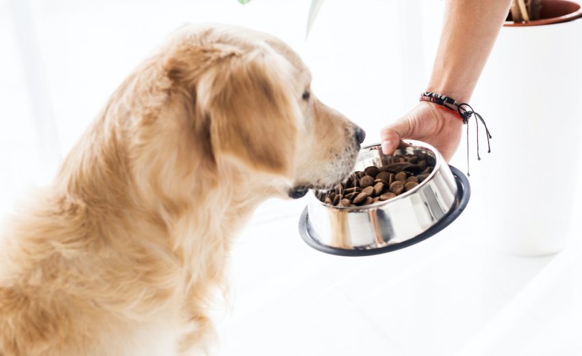 Get the fresh and Healthy Dog Food | Tukkamate