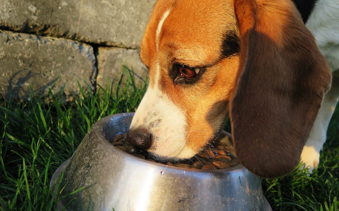 Shop For The Best & Fresh Human Grade Dog Food! 