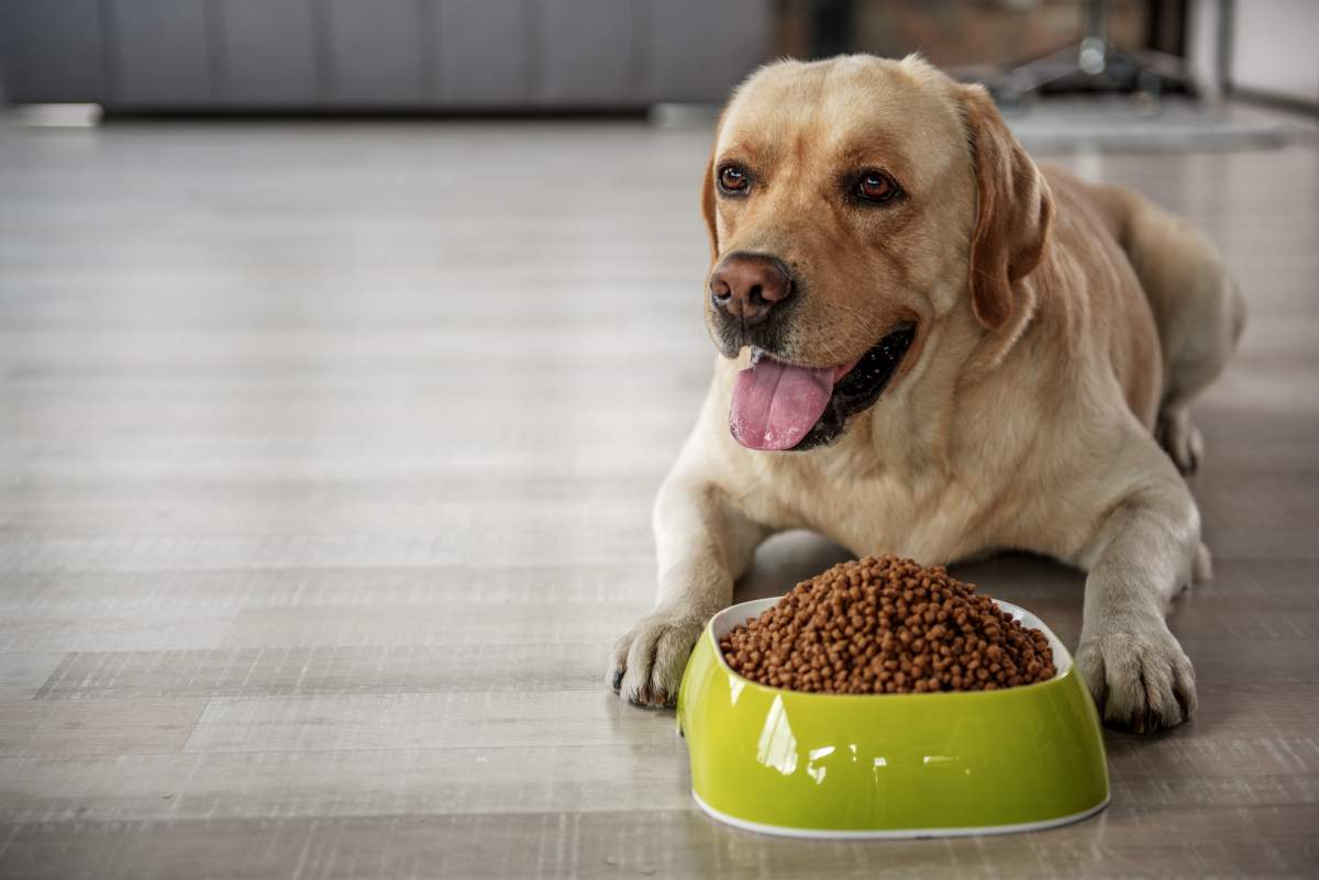 List Of Food That Makes Your Puppy Happier And Healthier