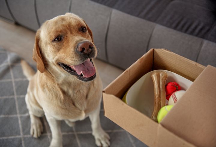 How to Buy Puppy Food in California?