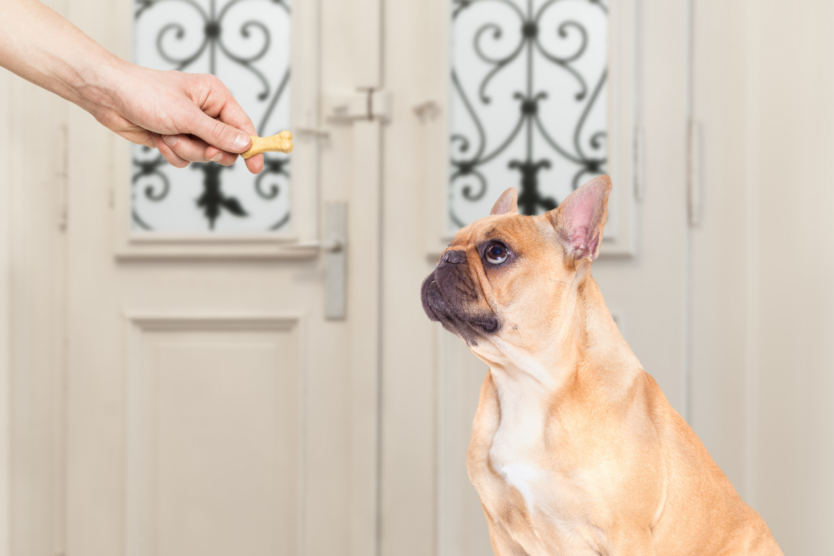All You Need To Know Before Buying Best Dog Treats Online!