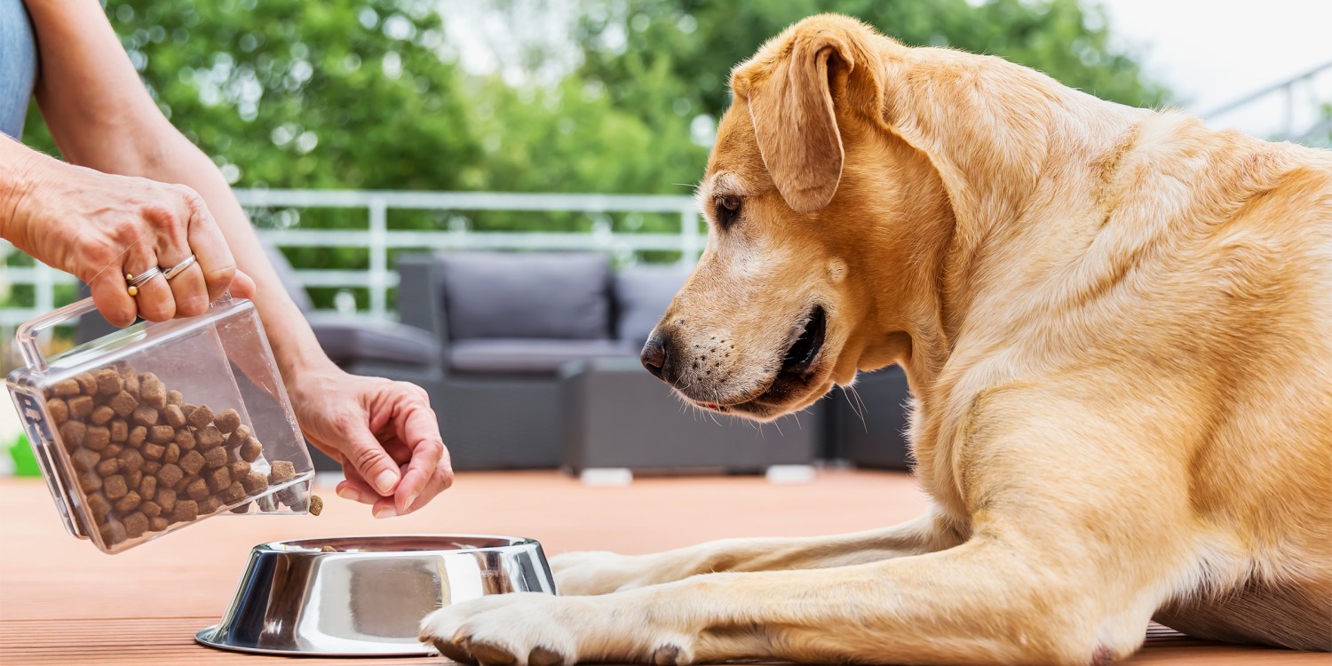 What Exactly Is Human Grade Dog Food? Is It Good or Bad?