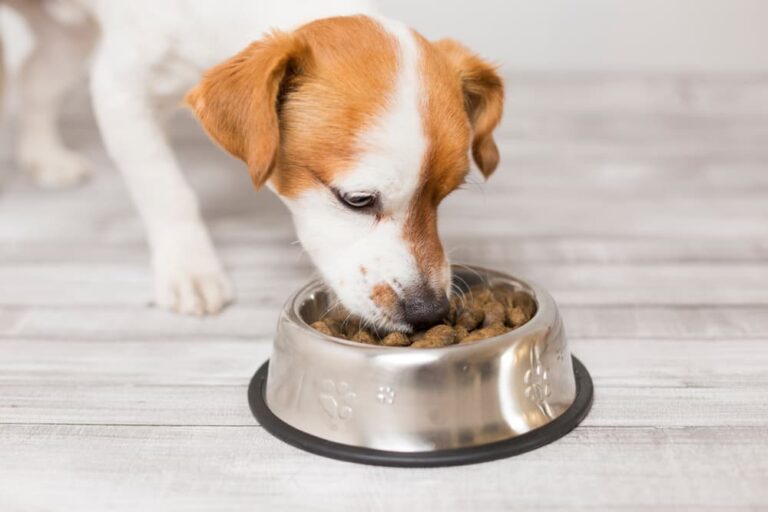 Buying Fresh Food for Your Dog to Keep It Lively and Energetic