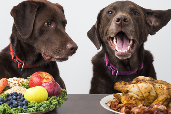 Choose The Right Dog Food Services |Tukkamate