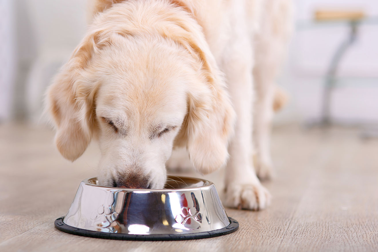 How Dog Nutrition Can Encourage Good Life & Great Health for Years