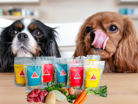 Why Must You Feed Your Dog Holistic Human-Grade Food?