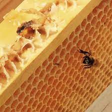 Raw Honey Infused with CBD