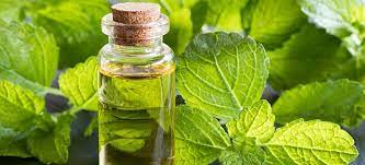 Melissa Oil Uses