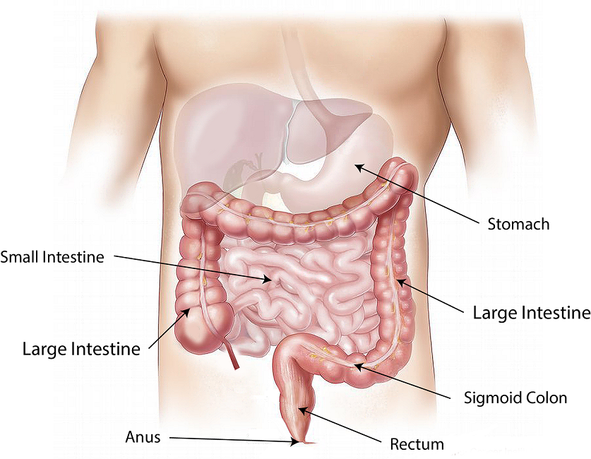 Colonoscopy Diagnostic Testing & Treatment in London