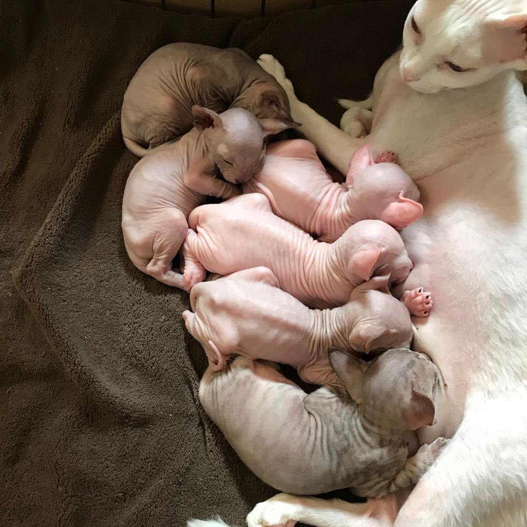 Sphynx Kittens for sale $500