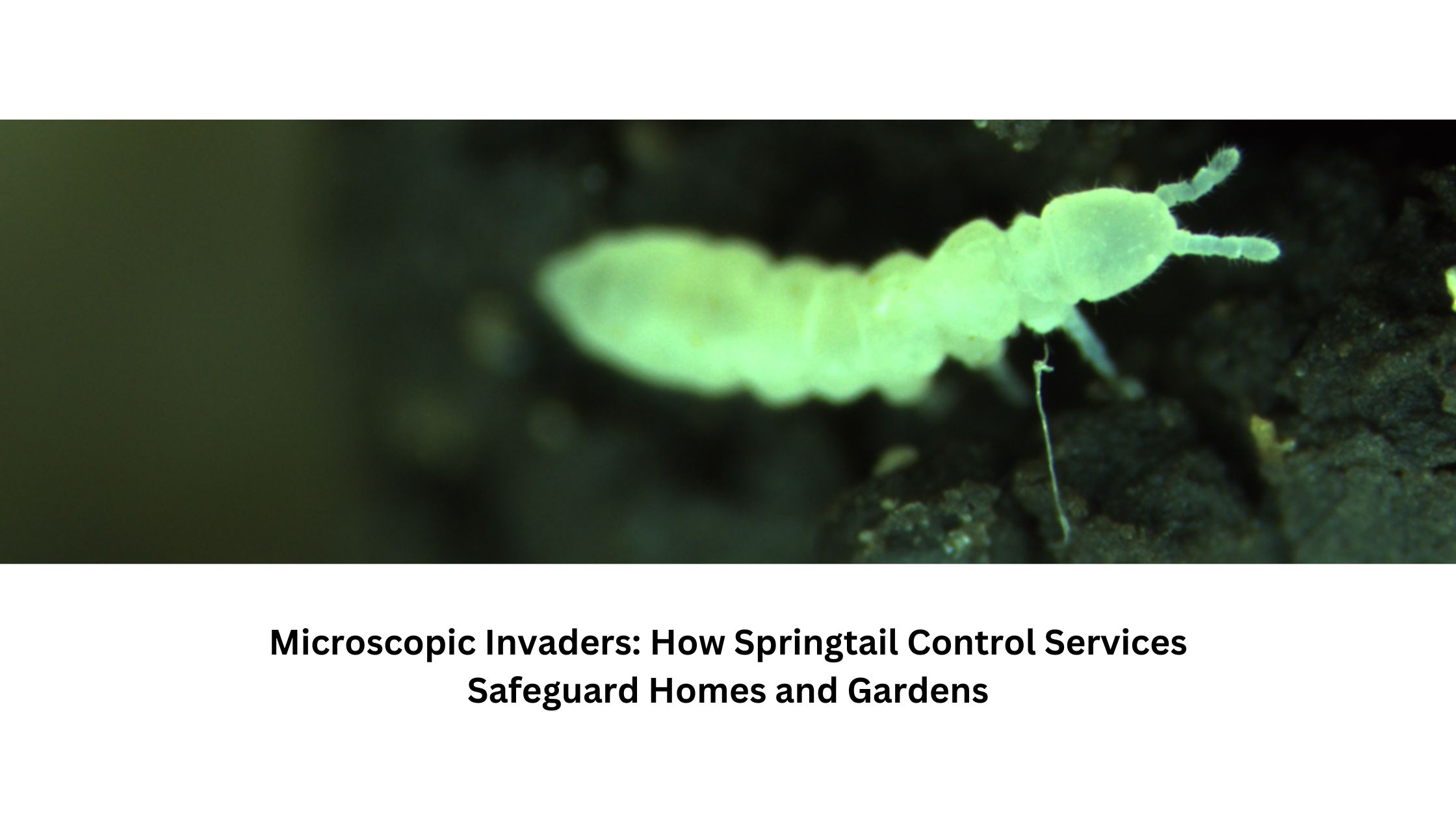 Microscopic Invaders: How Springtail Control Services Safeguard Homes and Gardens