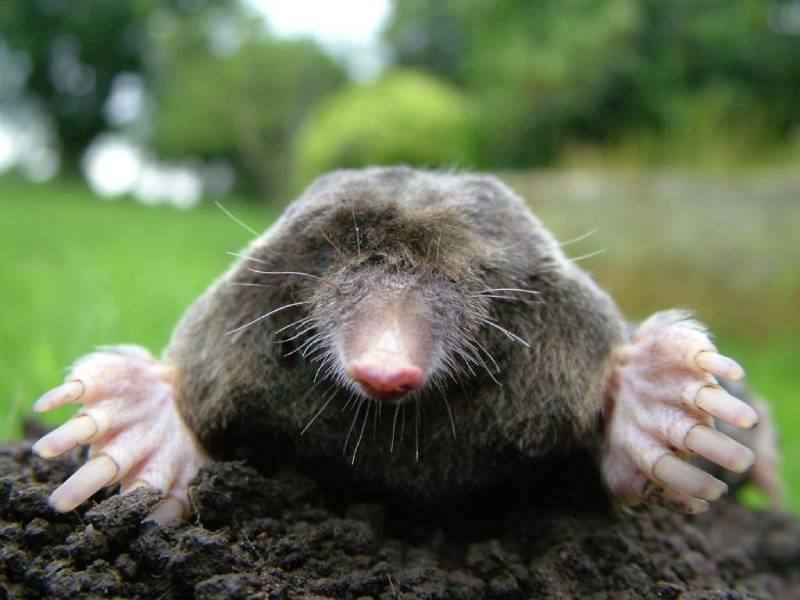 Mole Mapping Guide: Everything You Need to Know