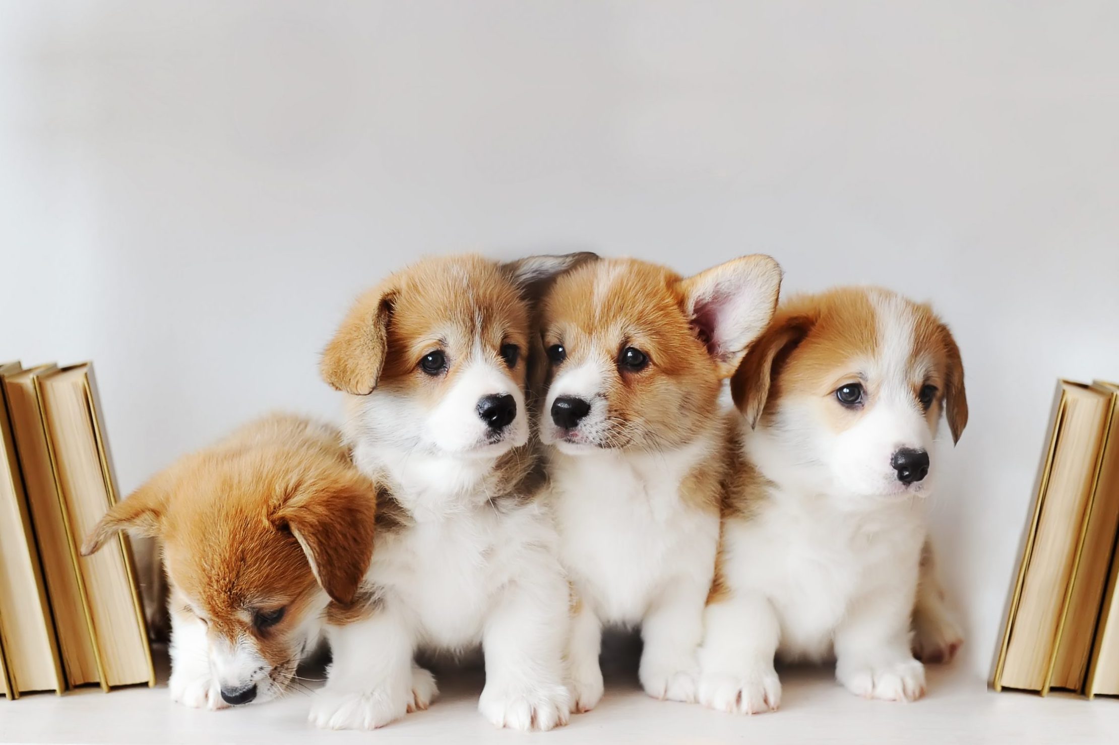 How to Pick The Best Chihuahua Puppies for Sale