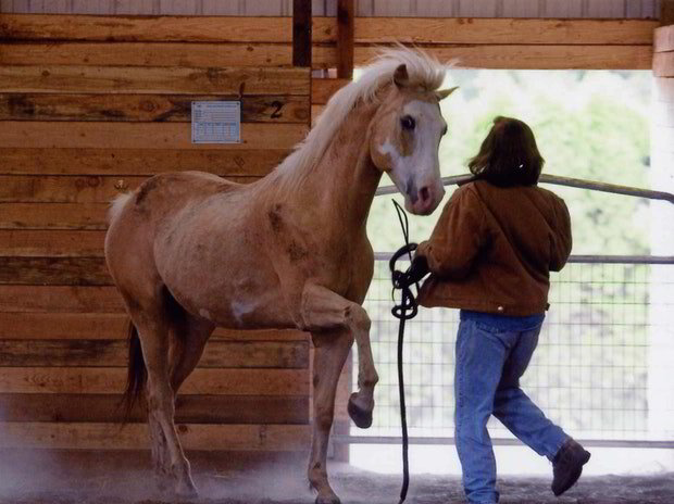 Different types of training halters for horses