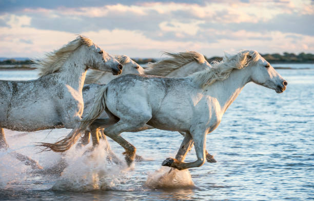 Holistic Horse Training