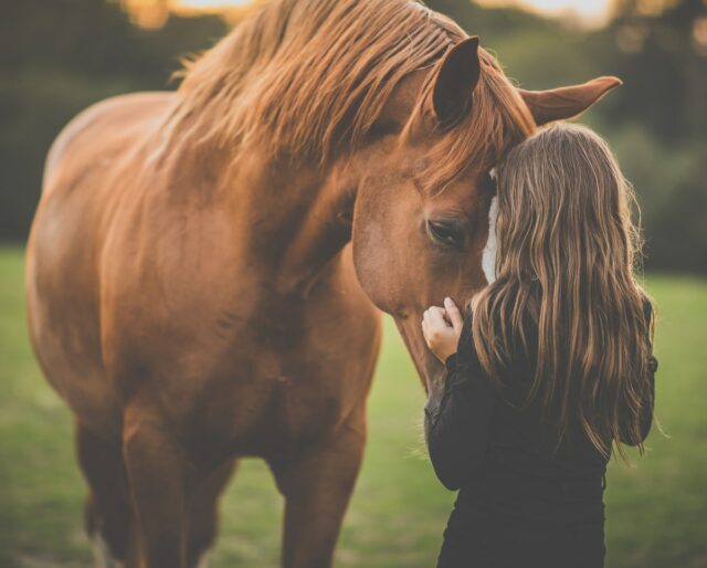 What is Training Halter for Horses - Detailed Guide